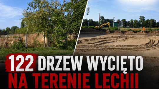 122 drzewa wycięto na terenie Lechii. Miasto ma posadzić 425 nowych