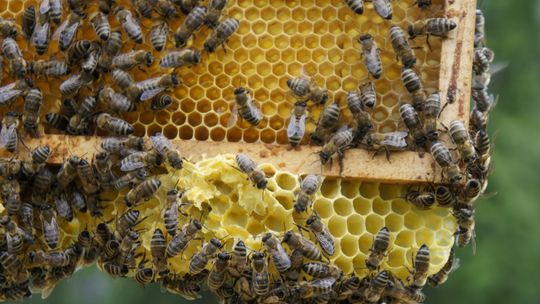 8 sierpnia obchodzimy Wielki Dzień Pszczół. Sprawdź, jak samodzielnie dbać o populację zapylaczy
