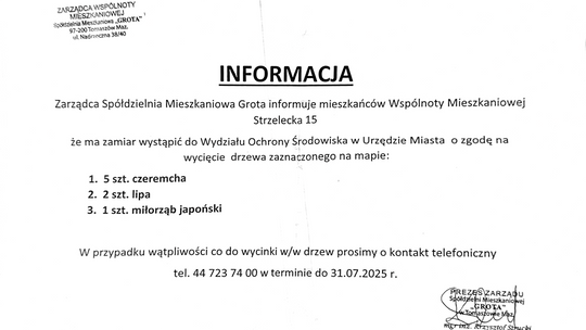A tymczasem na Strzeleckiej. Mieszkańcy nie chcą wycinki drzew A tymczasem na Strzeleckiej. Mieszkańcy nie chcą wycinki drzew