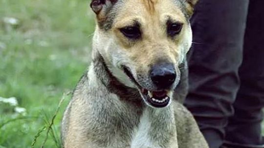 Adoptujemy psiaki...
