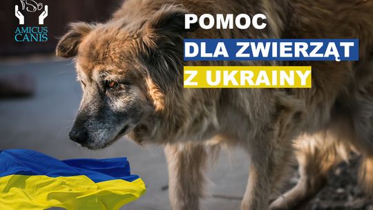 Amicus Canis pomoże zwierzakom