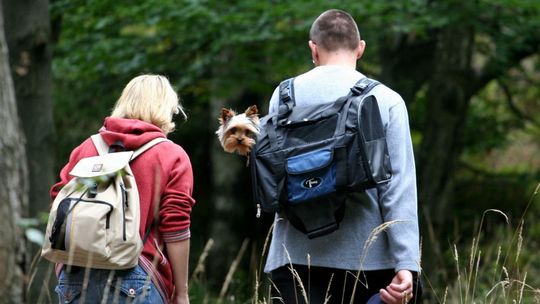 Badania potwierdzają pozytywny wpływ lasu i zieleni na zdrowie i samopoczucie ludzi