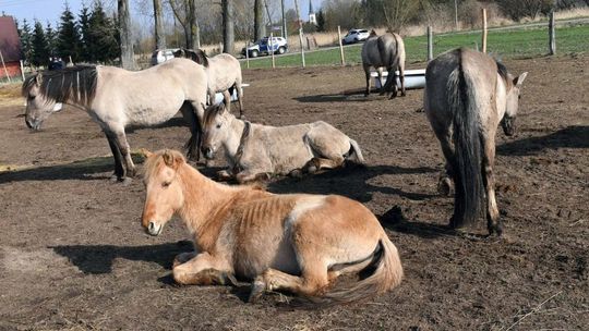 Będzie pełnomocnik premiera do spraw zwierząt
