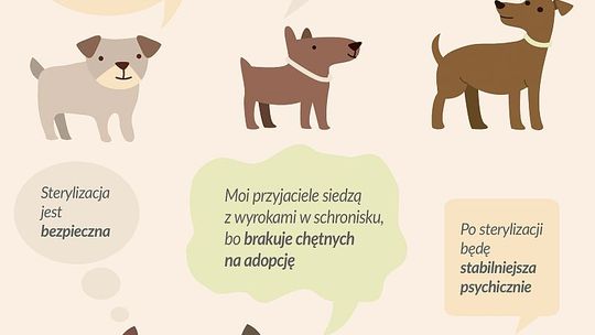 Bezpłatna sterylizacja suk i kotek