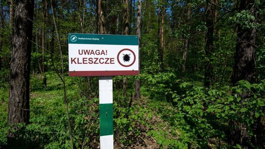 Biolog: kleszcza najłatwiej spotkać w wilgotnych lasach liściastych i mieszanych