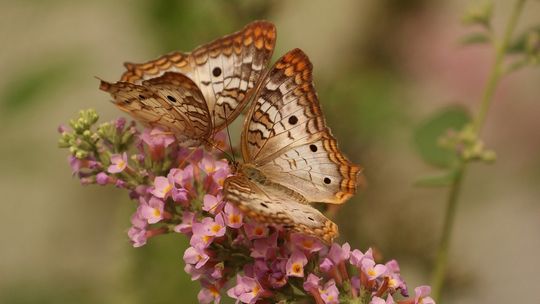 Biolog: w Polsce występuje blisko 3200 gatunków motyli, z czego ponad 160 to motyle dzienne