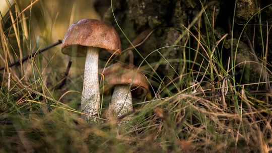 Biolog z Uniwersytetu Łódzkiego zbada relacje grzybów z pająkami