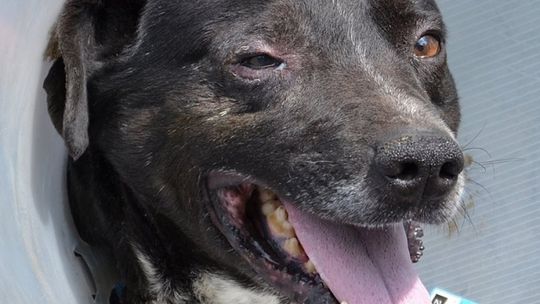 Blackie, Fuks i Bona czekają na Ciebie