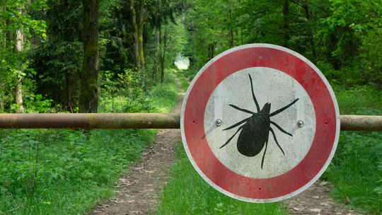 Borelioza… podstępna choroba, która udaje inne dolegliwości 