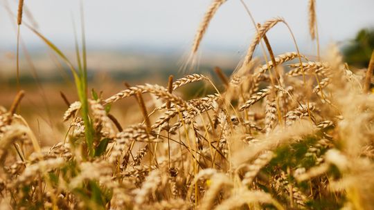 Ceny zbóż biją rekordy. Mąka i pieczywo wyprodukowane z tegorocznych zbiorów będą droższe