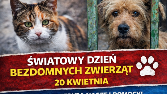 Cisza, której nie słychać. Światowy Dzień Bezdomnych Zwierząt
