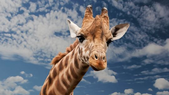 Cyrk w Powiecie, ZOO na Borkach.... Co jeszcze wymyślą władze powiatu 