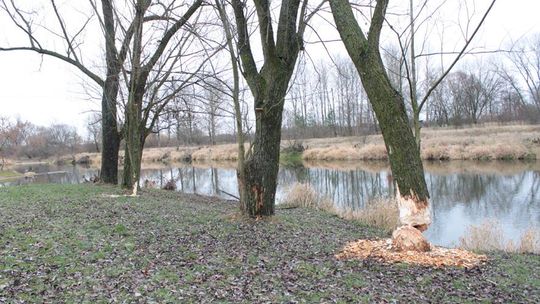 Czekamy na nieszczęście