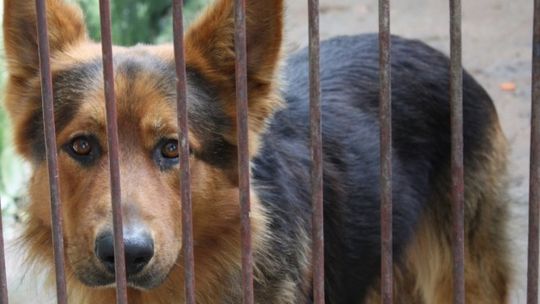 Cztery psiaki adoptowane - dzień otwarty w Schronisku