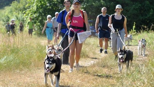 Dog Orient 2012
