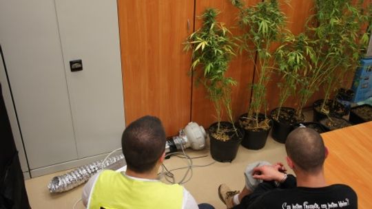 Domowa mini plantacja