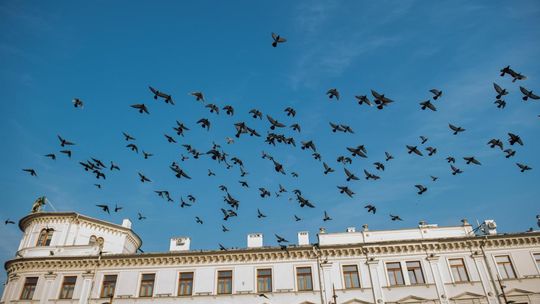 Dramatycznie spada liczba ptaków. Główną przyczyną środki ochrony roślin