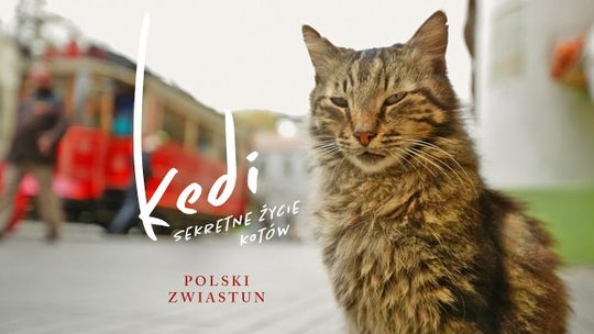 Dwa seanse dla kinowych koneserów