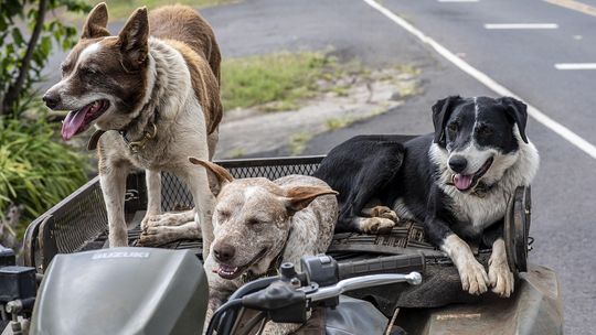 Dzień adopcji w tomaszowskim schronisku – Pomoc, która smakuje!