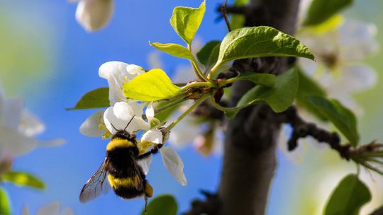Dzień Dzikiej Przyrody. Sprawdź, jak na co dzień pomagać naturze
