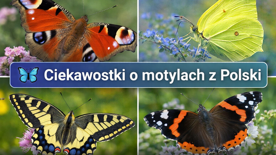 Dzień Motyli – kiedy obchodzimy i dlaczego te owady są tak wyjątkowe?