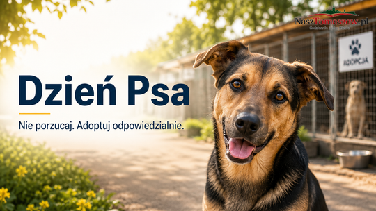 Dzień Psa. 1 lipca warto pamiętać nie tylko o głaskaniu, ale i o odpowiedzialności