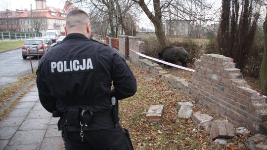 Dzik jest dziki, dzik jest zły