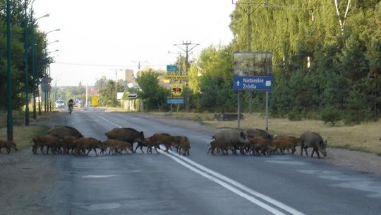Dziki nie tylko na leśnych ścieżkach
