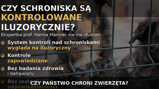 Ekspertka: system kontroli nad schroniskami dla zwierząt wygląda na iluzoryczny
