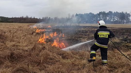 Ekspertka: wypalanie traw przynosi więcej szkód niż pożytku