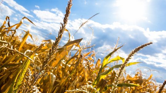 Europejskie rzeki wysychają. Największa od 500 lat susza już uderza w produkcję żywności