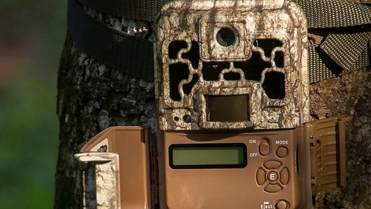 Fotopułapki już działają