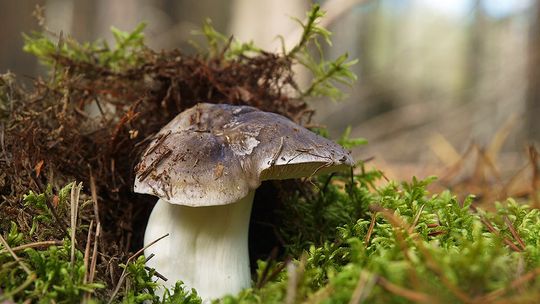 (FOTO/VIDEO) Grzyby: Pecłonki nie tylko „siwe” i „żółte”