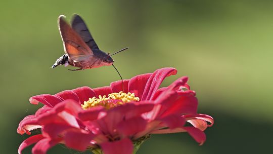 Fruczak gołąbek - motyl czy polski koliber?