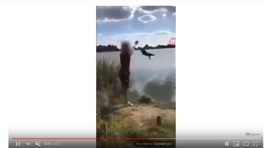 Głupota i nic więcej?