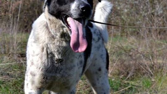 Gotowe do adopcji