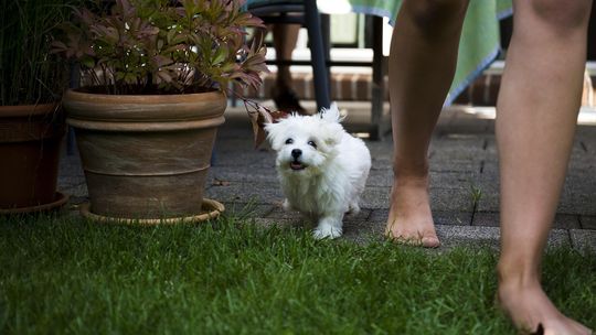 GPS dla psa – bezpieczeństwo i kontrola nad pupilem
