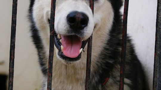 Husky: popularność a bezdomność…