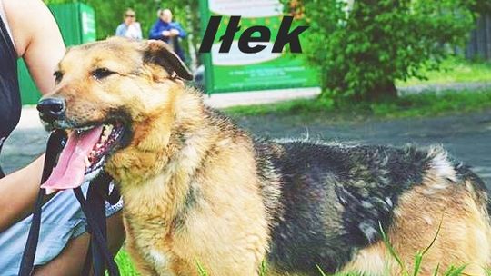 Iłek, beryl i Abbi - jesli szukasz przyjaciela