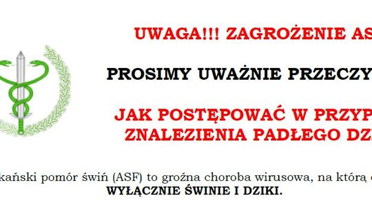 Jak się zachować, kiedy znajdziesz martwe zwierzę