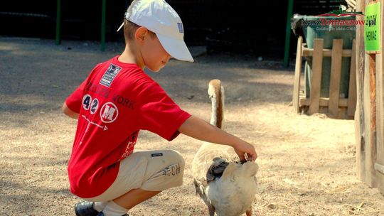 Jak znaleźć małe zoo dla dzieci w okolicach Łodzi