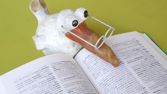 Jakie cechy powinien posiadać tłumacz przysięgły?