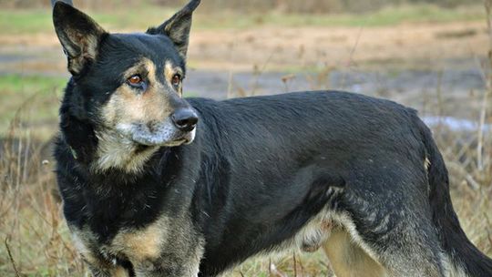 Jasper, Azor i Tesla gotowe do adopcji
