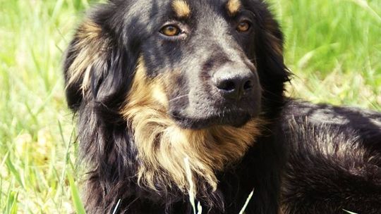 Jasper, Wilma i Jadwig szukają domu