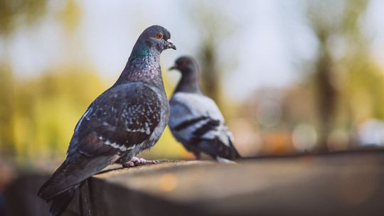 Jedni je karmią, inni nienawidzą - częściowo chronione