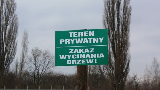 Jedno takie... drzewko