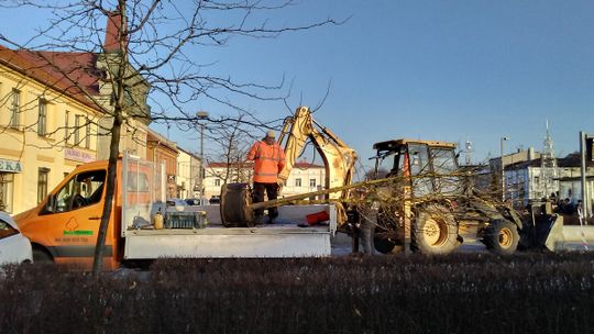 Juhu! Będą nowe drzewa na pl. Kościuszki! 