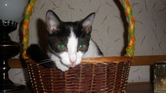 Kocia Mama edukuje