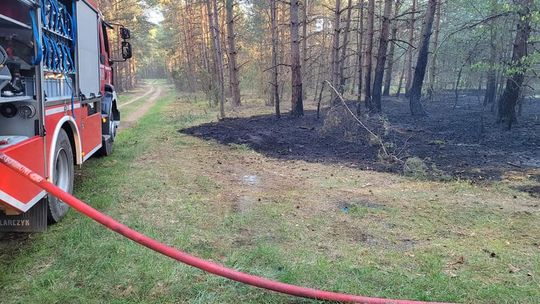 Kolejne pożary lasów 