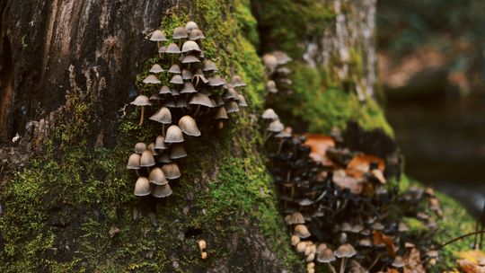 Który growkit wybrać? Przegląd najpopularniejszych zestawów na rynku
